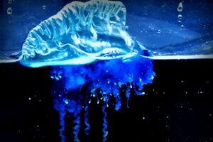 Exciting Discovery: New Species of Portuguese Man O’ War Found in Northeast Japan