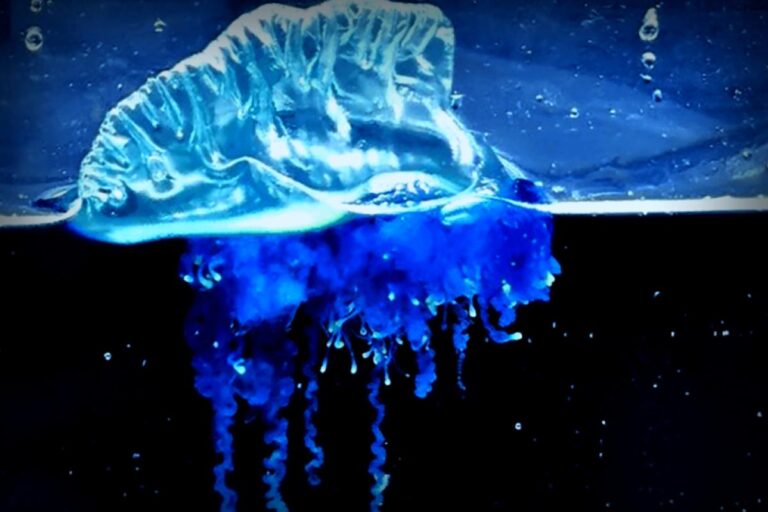 Exciting Discovery: New Species of Portuguese Man O’ War Found in Northeast Japan
