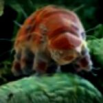 How Tardigrades’ Unique Protein Helps Them Survive Deadly Radiation and Potential Cancer Advances