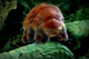 How Tardigrades’ Unique Protein Helps Them Survive Deadly Radiation and Potential Cancer Advances