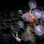 New Deep-Sea Wonders: Researchers Unveil ‘Death Ball’ Sponge and a Host of Unique Creatures