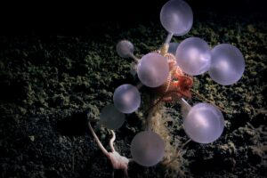 New Deep-Sea Wonders: Researchers Unveil ‘Death Ball’ Sponge and a Host of Unique Creatures