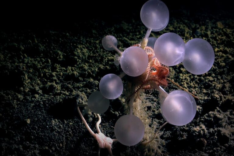 New Deep-Sea Wonders: Researchers Unveil ‘Death Ball’ Sponge and a Host of Unique Creatures