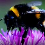 Stunning Find: Bumblebees Can Learn Morse Code!