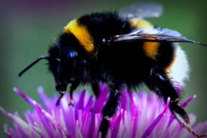 Stunning Find: Bumblebees Can Learn Morse Code!