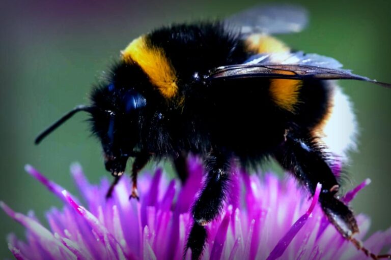 Stunning Find: Bumblebees Can Learn Morse Code!