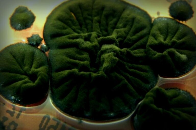 The Incredible Survival of Chernobyl’s ‘Immortal’ Fungus