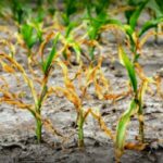 Scientists Discover New Ways to Enhance Crop Resilience and Food Security