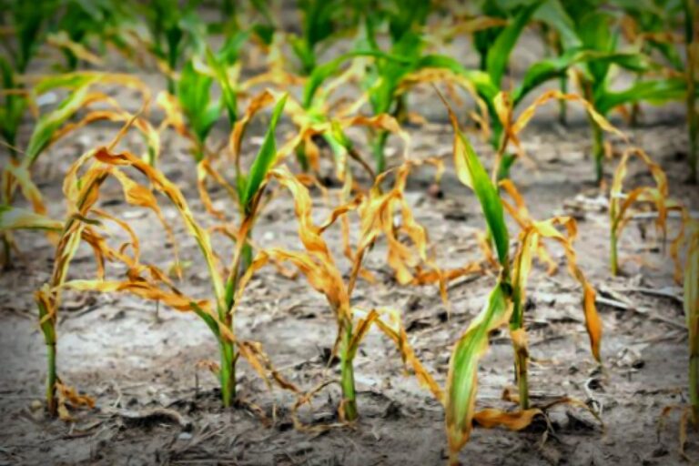 Scientists Discover New Ways to Enhance Crop Resilience and Food Security