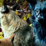 The Truth Behind Chernobyl’s ‘Blue Dogs’