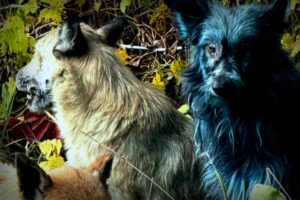 The Truth Behind Chernobyl’s ‘Blue Dogs’