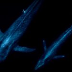 Drones in Whale Research: Changing the Game for Marine Biologists