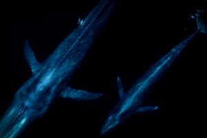 Drones in Whale Research: Changing the Game for Marine Biologists