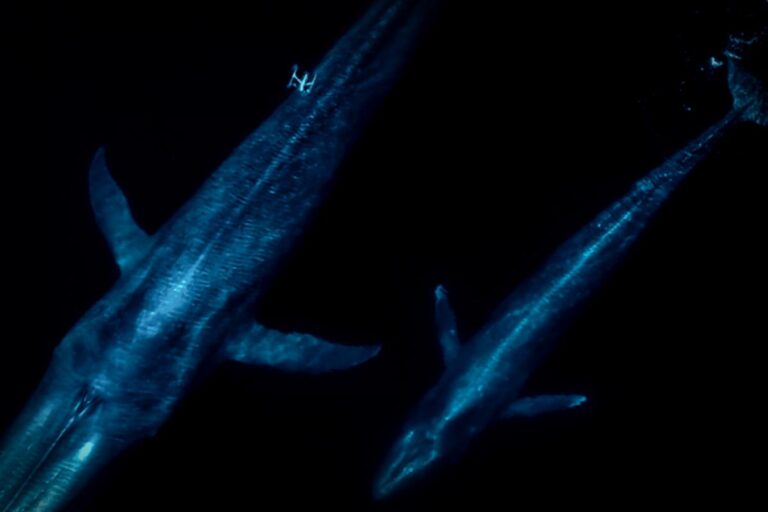 Drones in Whale Research: Changing the Game for Marine Biologists