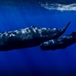 Drones Uncover Deadly Whale Virus in Arctic Breath Samples