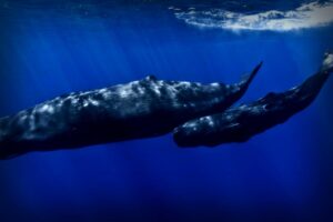 Drones Uncover Deadly Whale Virus in Arctic Breath Samples