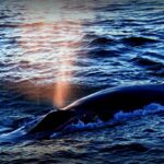 Researchers Discover Dangerous Virus in Whales of the Arctic