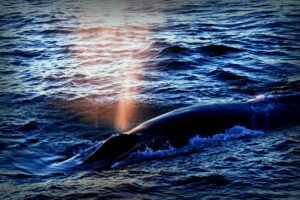 Researchers Discover Dangerous Virus in Whales of the Arctic