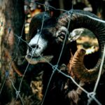 Breakthrough in Understanding Ancient Plague Through 4,000-Year-Old Sheep DNA