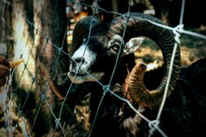 Breakthrough in Understanding Ancient Plague Through 4,000-Year-Old Sheep DNA