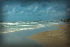 Worrying Jellyfish Species Wash Ashore on Texas Beaches