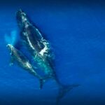 Efforts to Save North Atlantic Right Whales from Boat Collisions