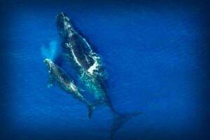 Efforts to Save North Atlantic Right Whales from Boat Collisions