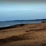 Mystery Mammal Found Washed Ashore in England: Officials Raise Concerns