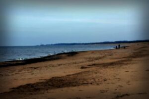 Mystery Mammal Found Washed Ashore in England: Officials Raise Concerns