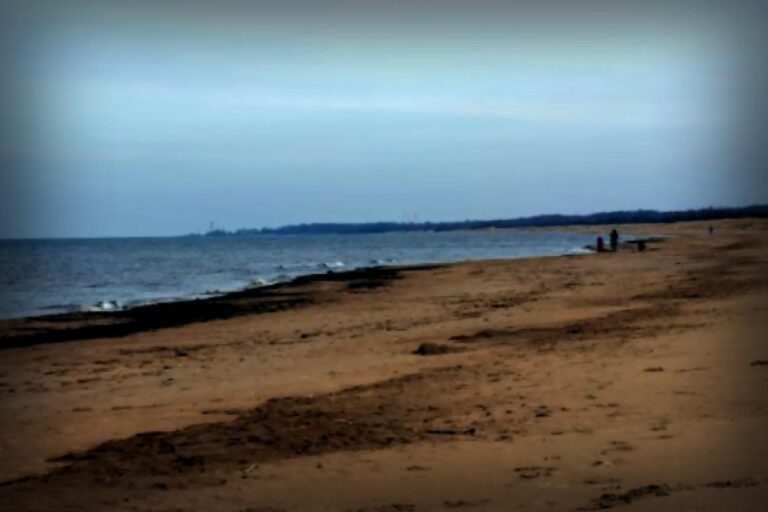 Mystery Mammal Found Washed Ashore in England: Officials Raise Concerns