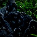Tragic End of Dian Fossey: Protector of the Mountain Gorillas