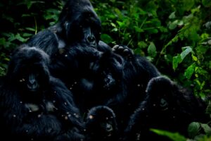Tragic End of Dian Fossey: Protector of the Mountain Gorillas
